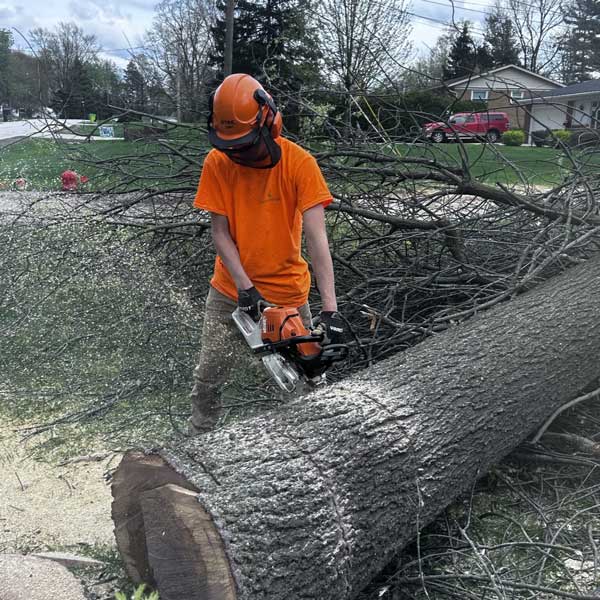 Tree Cutting Service - Photo of company owner Andrew Lavish cutting a large tree with a chainsaw. 