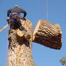 Tree Removal - Photo of a large tree being cut hoisted down by crane in small pieces. 