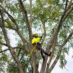 Residential Tree Services - Photo of the owner of Lavish Landscaping up in a tree trimming branches.